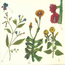 SERWETKI KOLOROWE (20) PPD Antique Botanicals-Rośliny